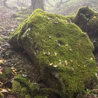 雨模様には苔が良く合う