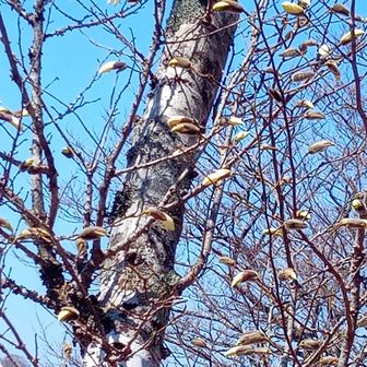 こちらはまだ蕾
もうすぐ開きそう