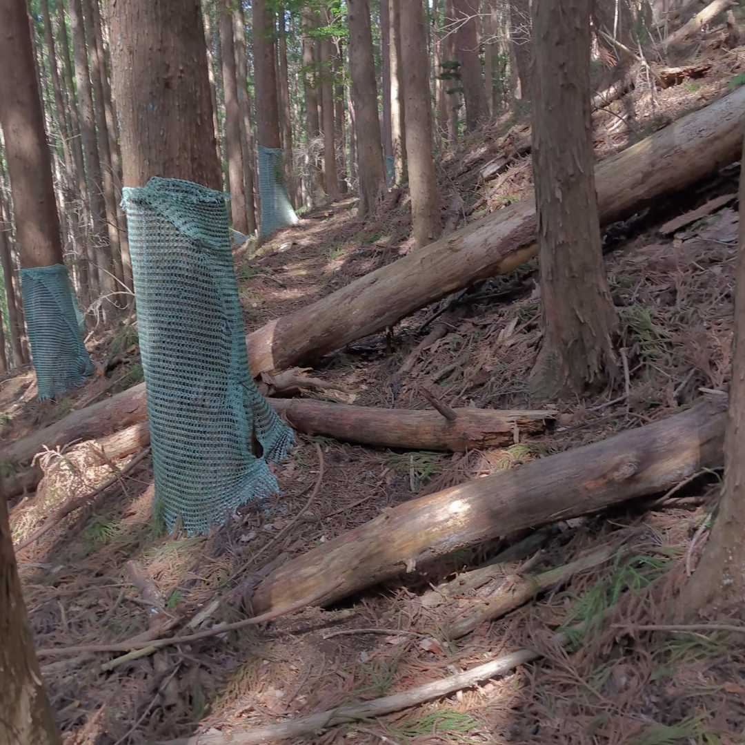 倒木