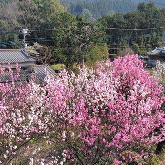 バス停前の桃の花