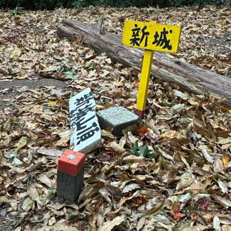 新城