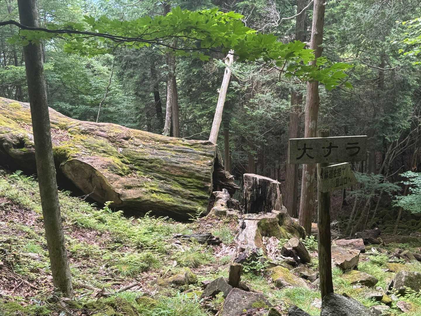 切越峠-二ッ森山 周回コースの写真