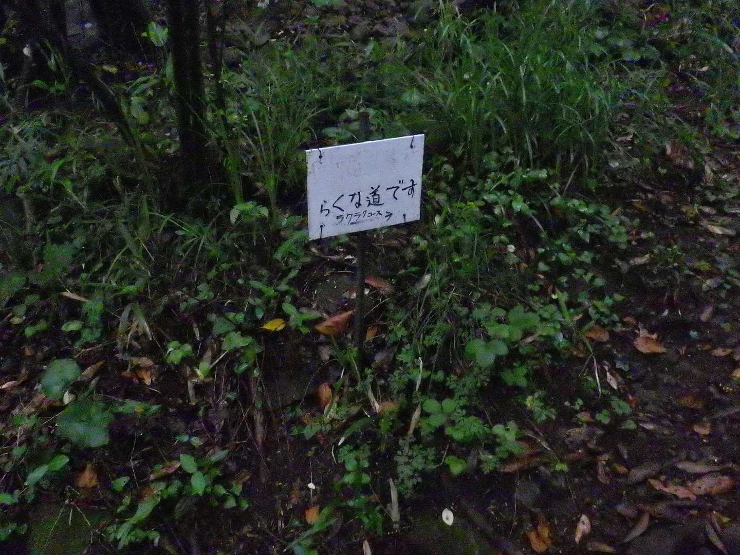 さるすべりとの分かれ道にあるルート
ちょっと気になってた