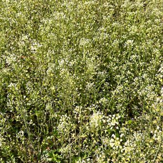 白くて小さな花の花畑が可愛かった😍