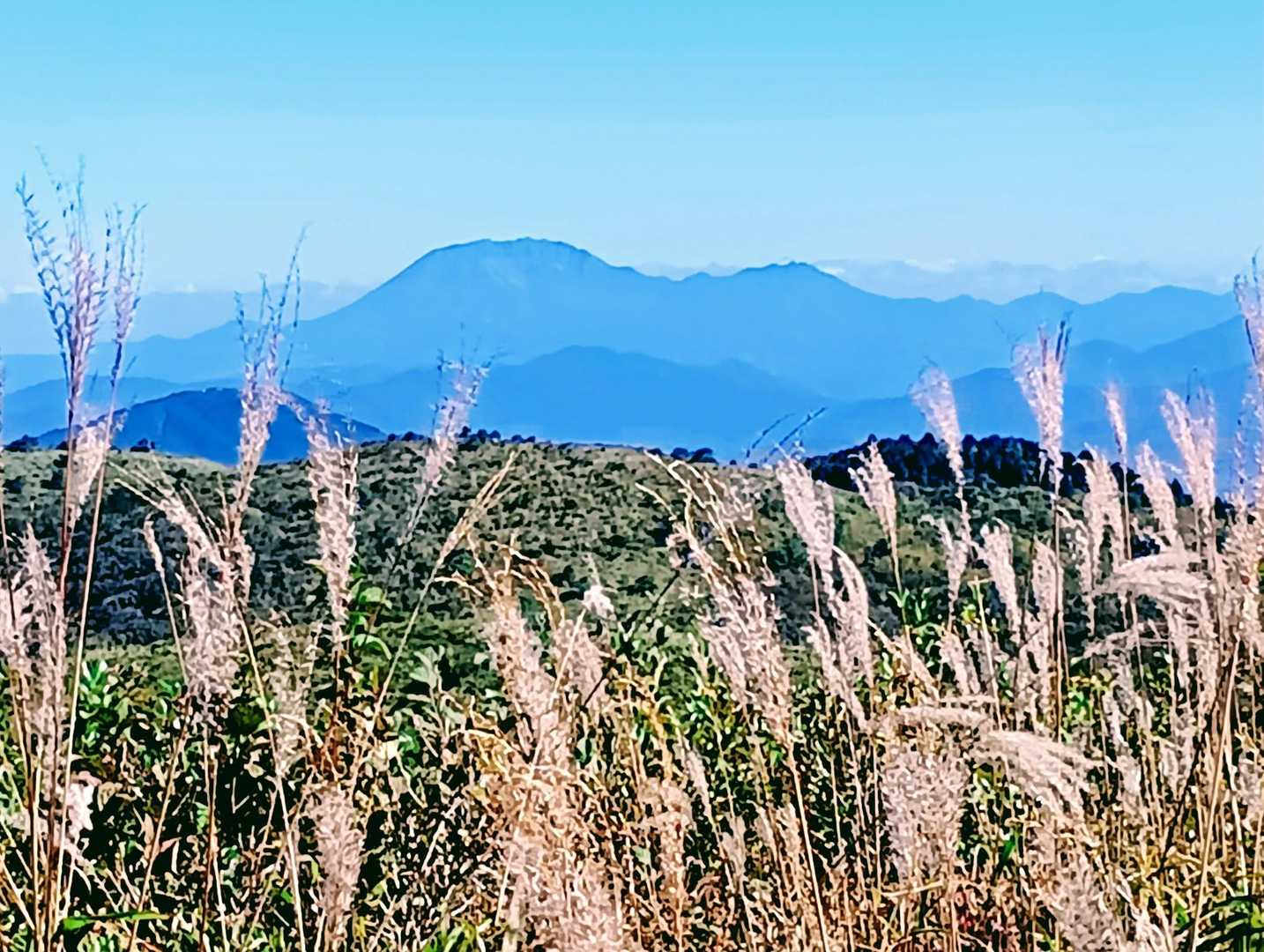 岩樋山から道後山迄は草原歩き　笹が繁り登山道の足元が見えない箇所も多い。放牧跡地だと分かる石塁も見える所少なし