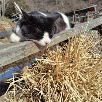 七ッ石小屋のでんちゃんはお昼寝中。もう一匹新入りネコちゃんいるそうですがまだ、来たばかりなのでオーナーご夫婦の部屋で新しい環境に慣れるようにトライ中だそうです。