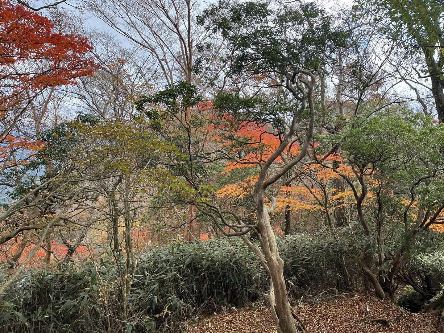 紅葉🍁が綺麗です😌