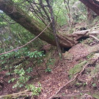 高月山への最後の登り。
ロープ場の急登❗
疲れはてた