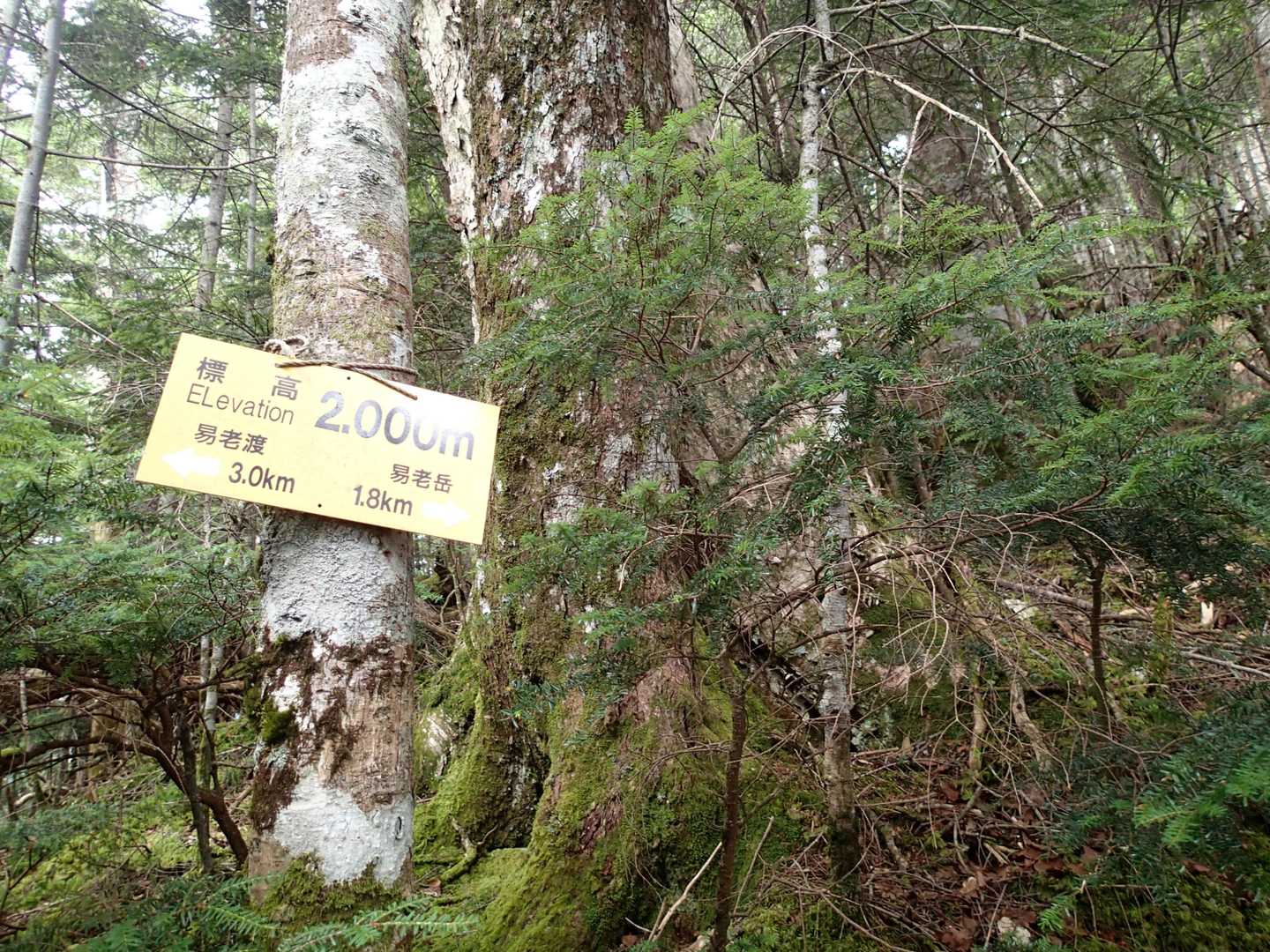 やっときました
２０００ｍ
けどまだまだ