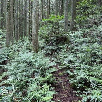 スギの植林の中を進んでいく。