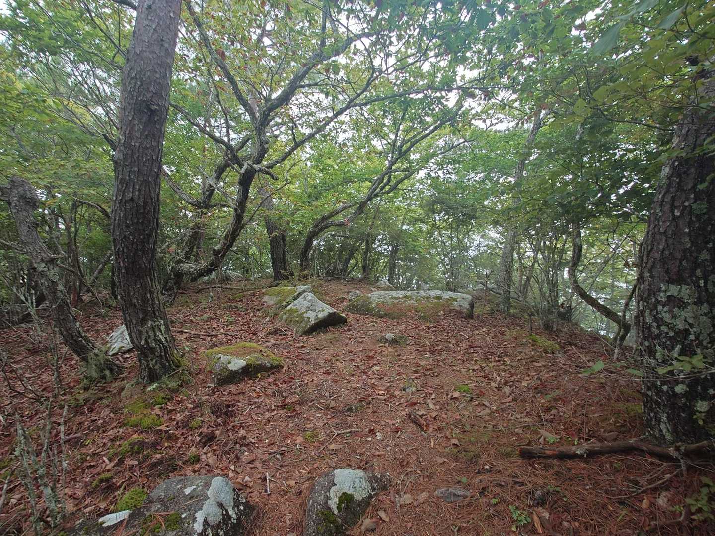 広めの山頂