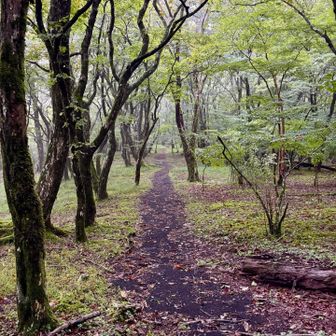 雨の登山道は緑が輝き気持ち良い
適度にアップダウンがある