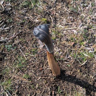 変わった植物。
Google先生曰く、マムシグサかウラシマソウらしい。
