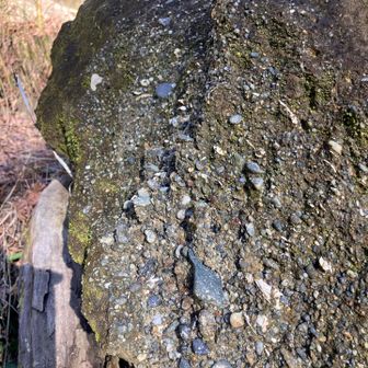 新しい落石を観察すると海産の貝殻を見つけられます