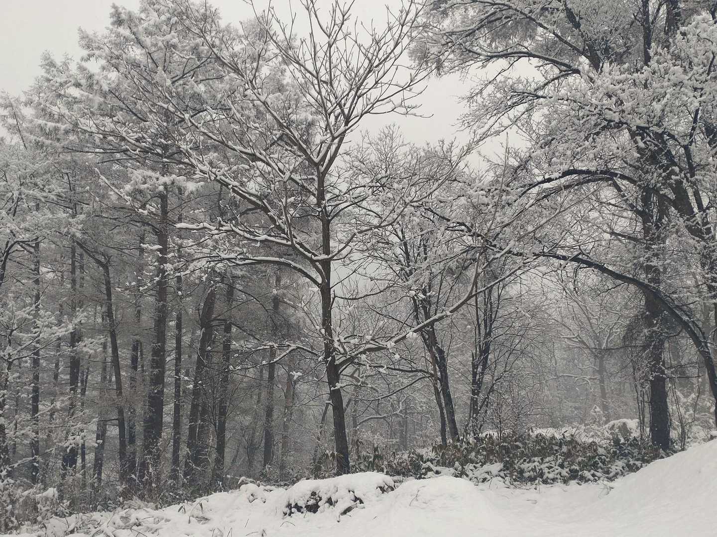 大森山 往復コースの写真