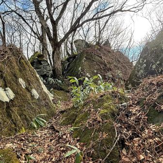 山頂手前は岩場
林道方面へ向かうテープがあった