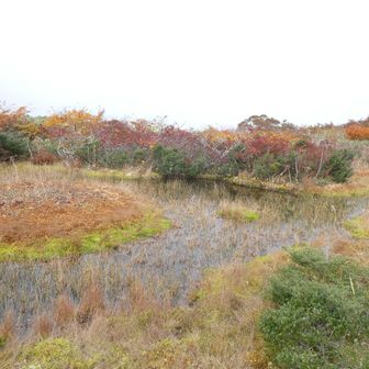 山頂近くの赤池。
この池はニッコウキスゲが咲く季節にみたいですね。