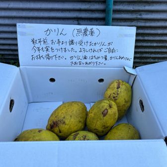 頂きたい！かりん酒作りたい！でも、ザックが重くなるので、今回は我慢😣