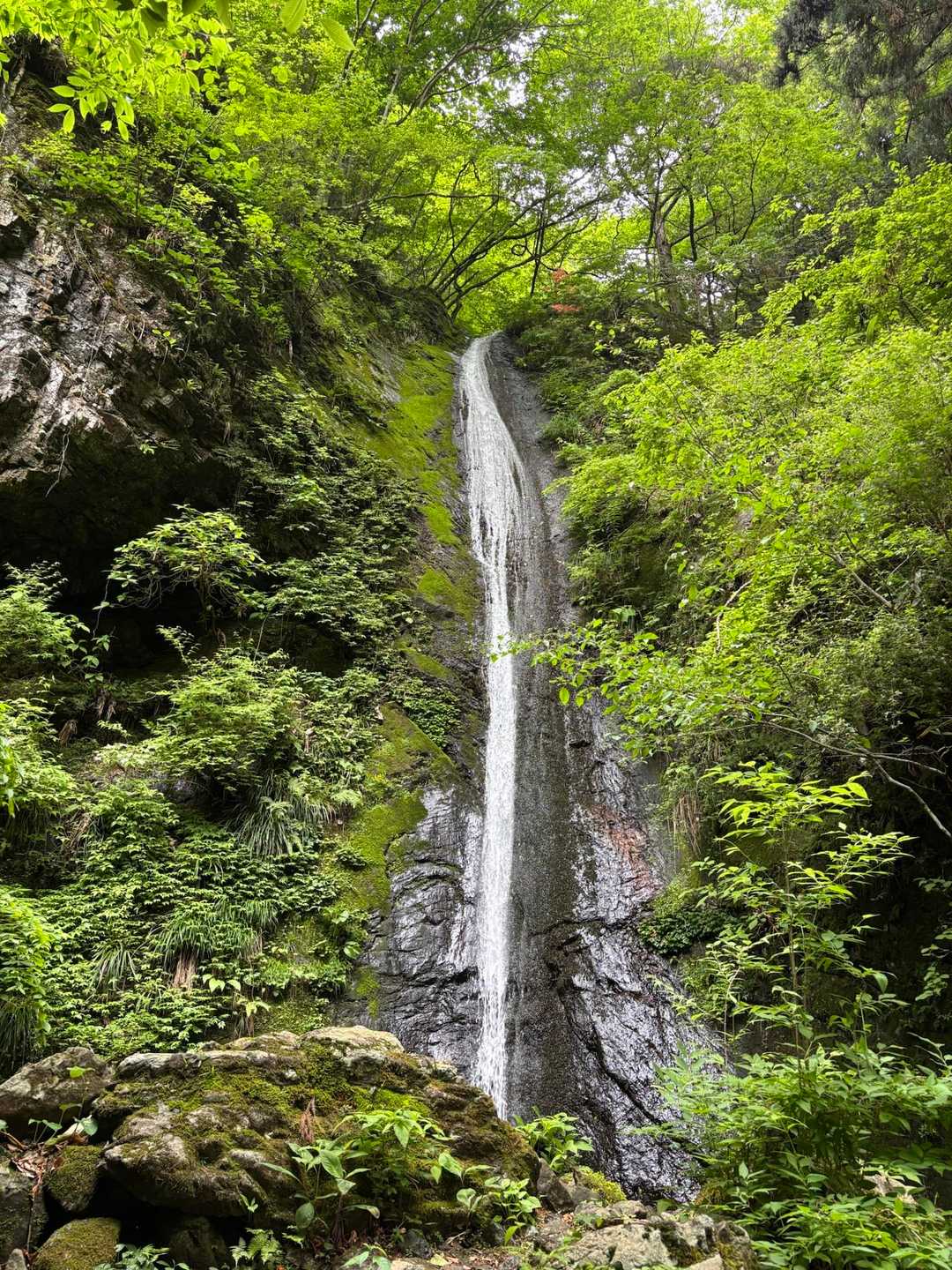 千足バス停-小屋ノ沢山-鶴脚山-馬頭刈山-高明山-長岳 縦走コースの写真