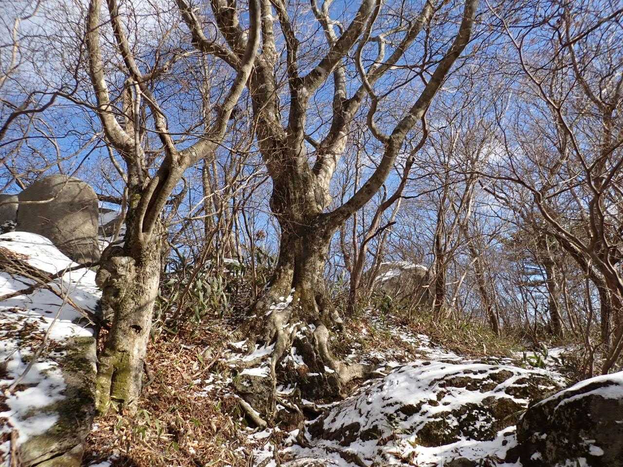蓬田岳 往復コースの写真