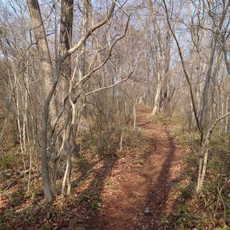 先週の登山の疲労が抜けてないのか…
いきなりの急登で膝🦵が音を上げました😭