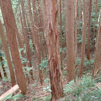 鳥居の向かい側のこの辺りから、また沢へ下山