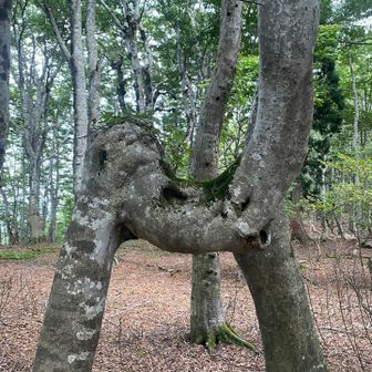 サイの頭の木
