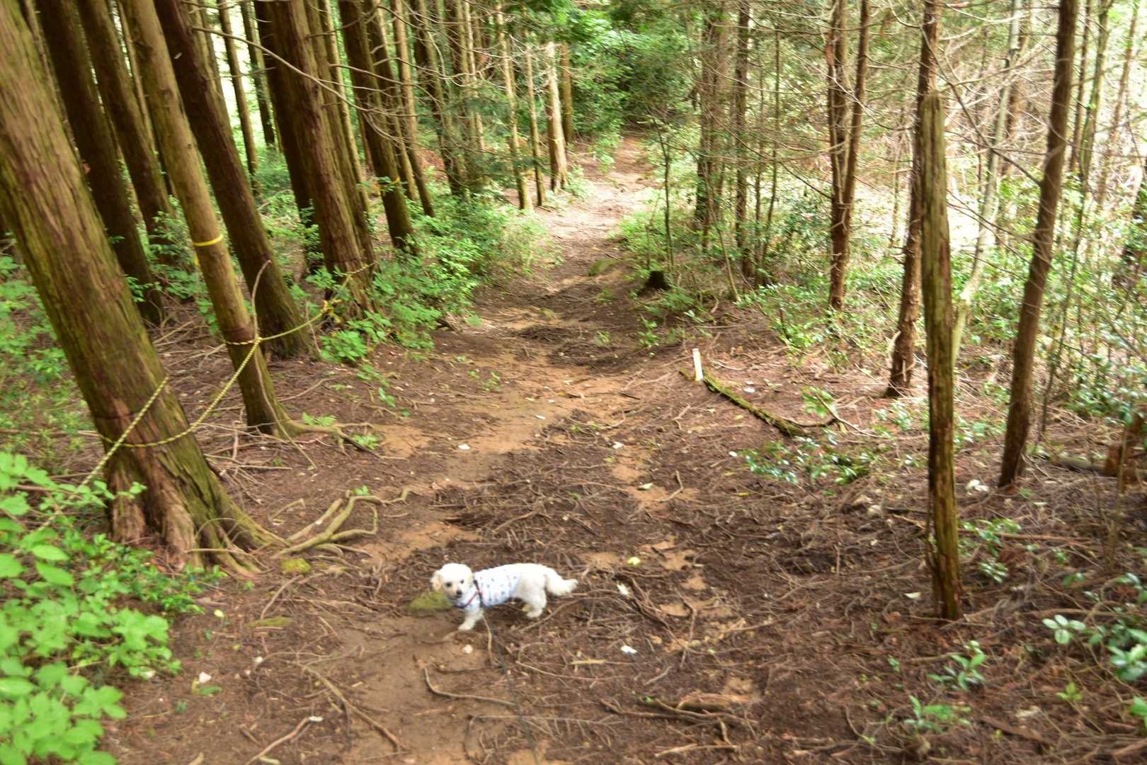 帰りは濡れた粘土質の地面で、滑る滑る
この後ひと滑りしました😛
