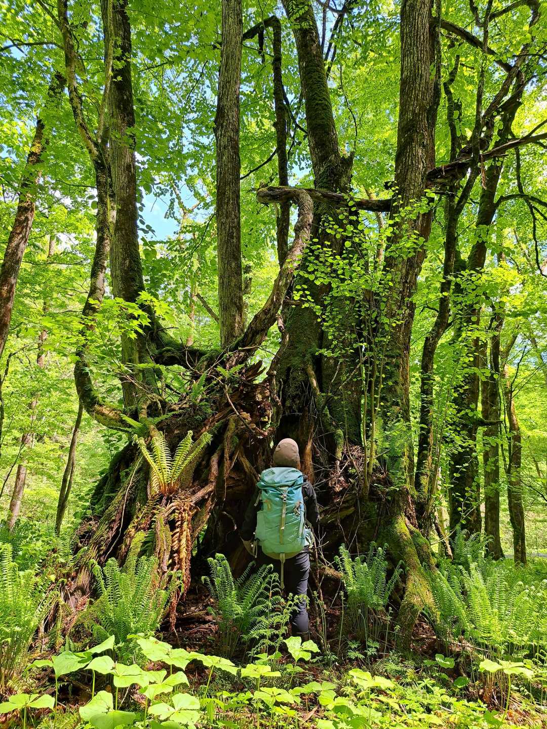 滝巡りハイキング🍀🌿🌳🥾-2026-05-09 / かくチャンのハイキングデータ | YAMAP / ヤマップ