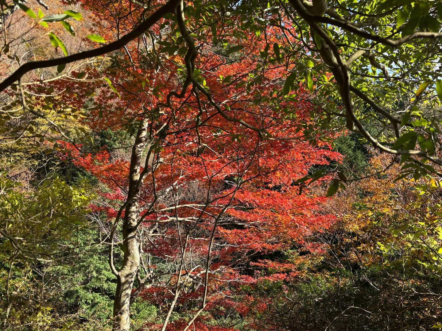 森の中に鮮やかな紅葉