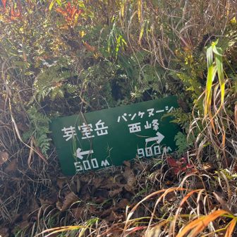 分岐着