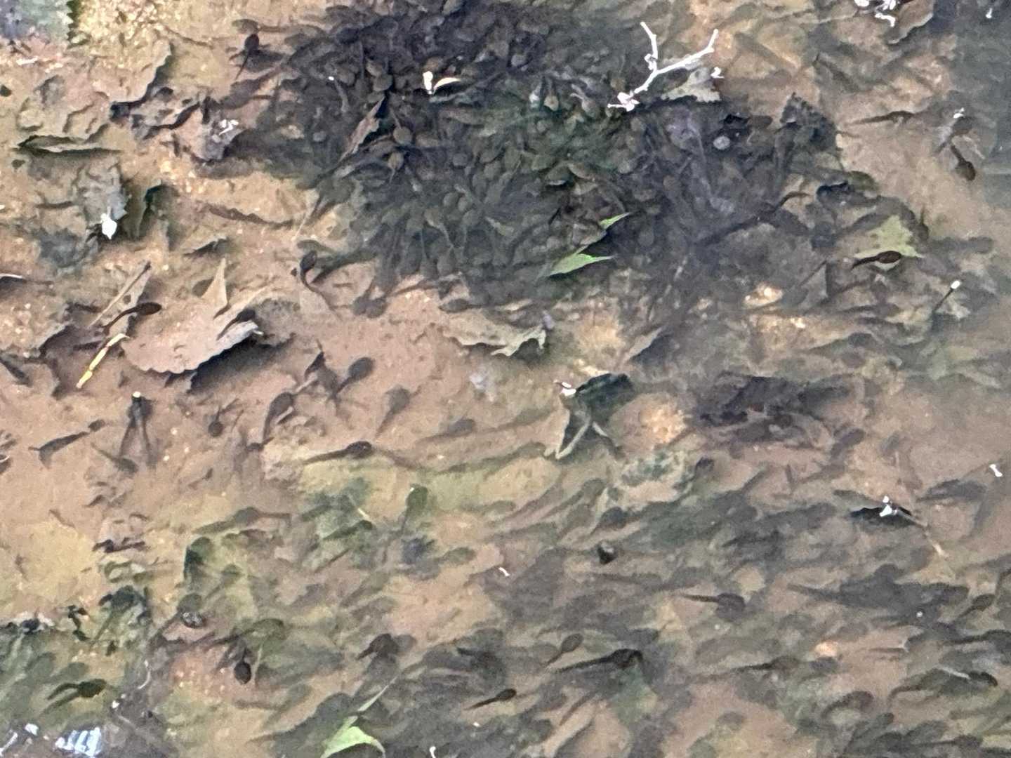 水溜まりのオタマジャクシ