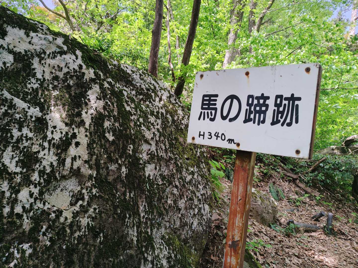 蹄！？
元馬術部心がざわめく