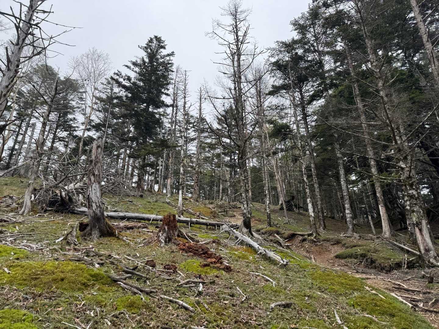 急登を登り詰めると
写真でよく見る景色が🌲✨