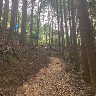 最後にやっと山登り気分…