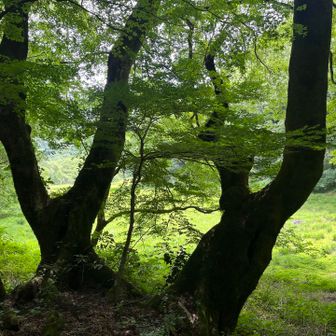 立派な木🌲でした