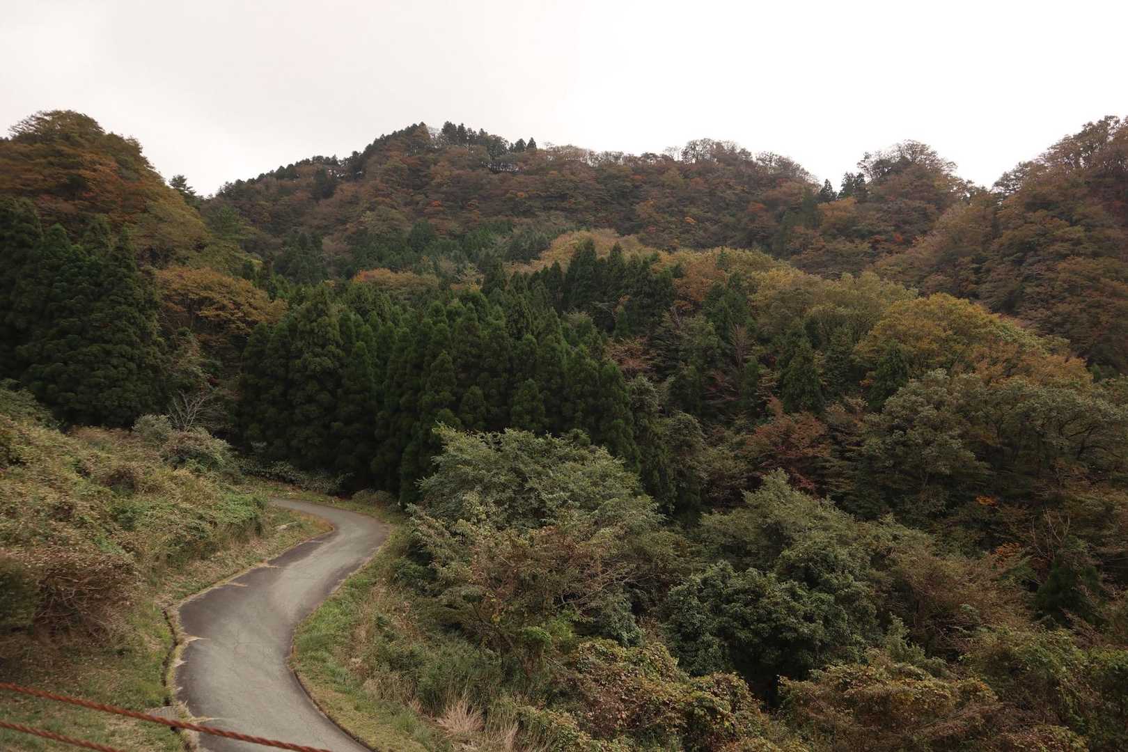 登山口まで車道沿いにお花沢山さいてます