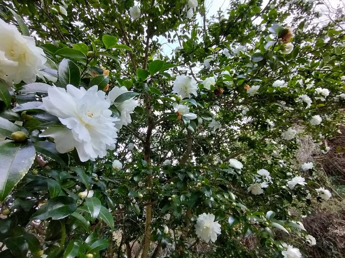 民家横の綺麗なお花がいっぱい咲く道を進むと