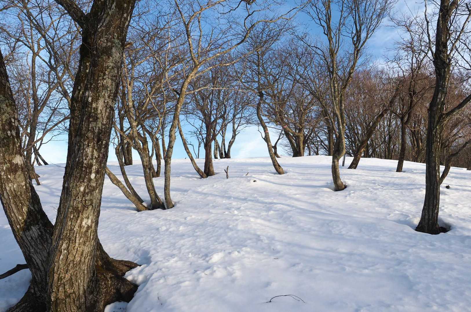 朽木栃生バス停-イクワタ峠-釣瓶岳 往復コースの写真