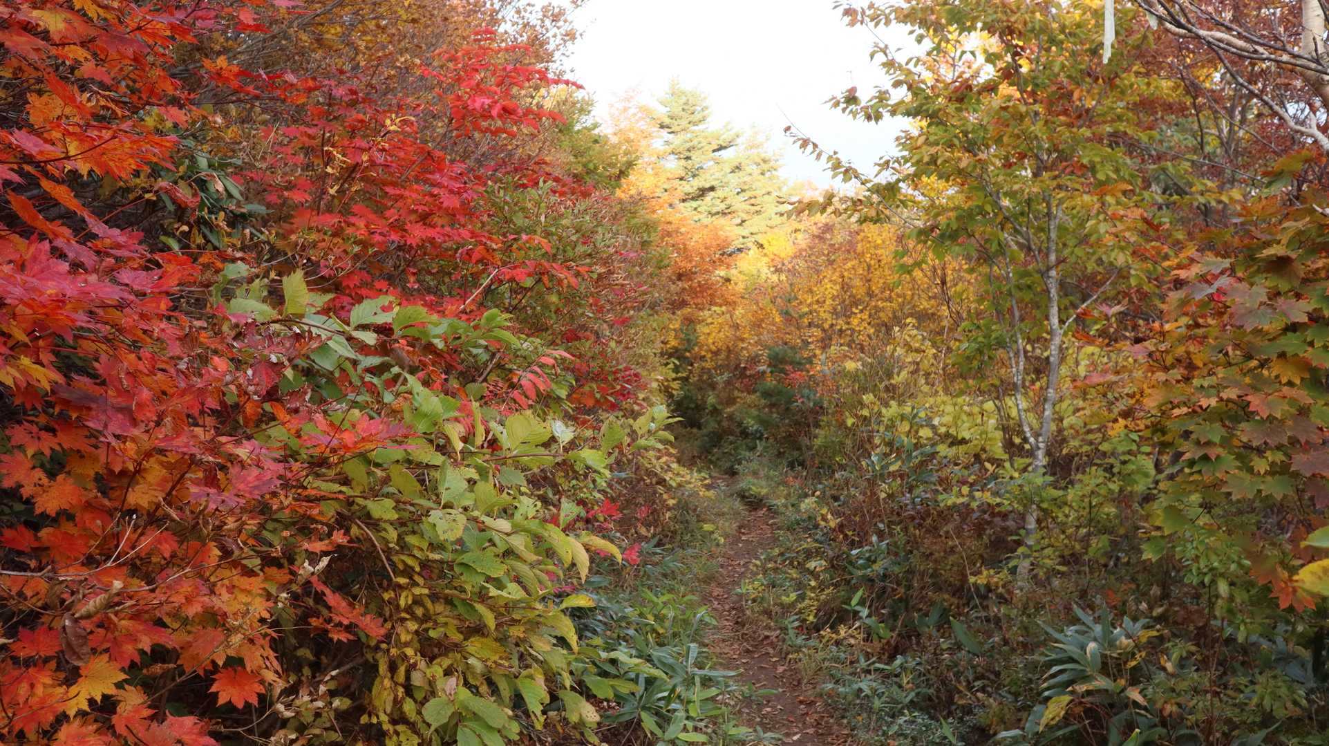 ここの紅葉、往きでも撮っていました。
