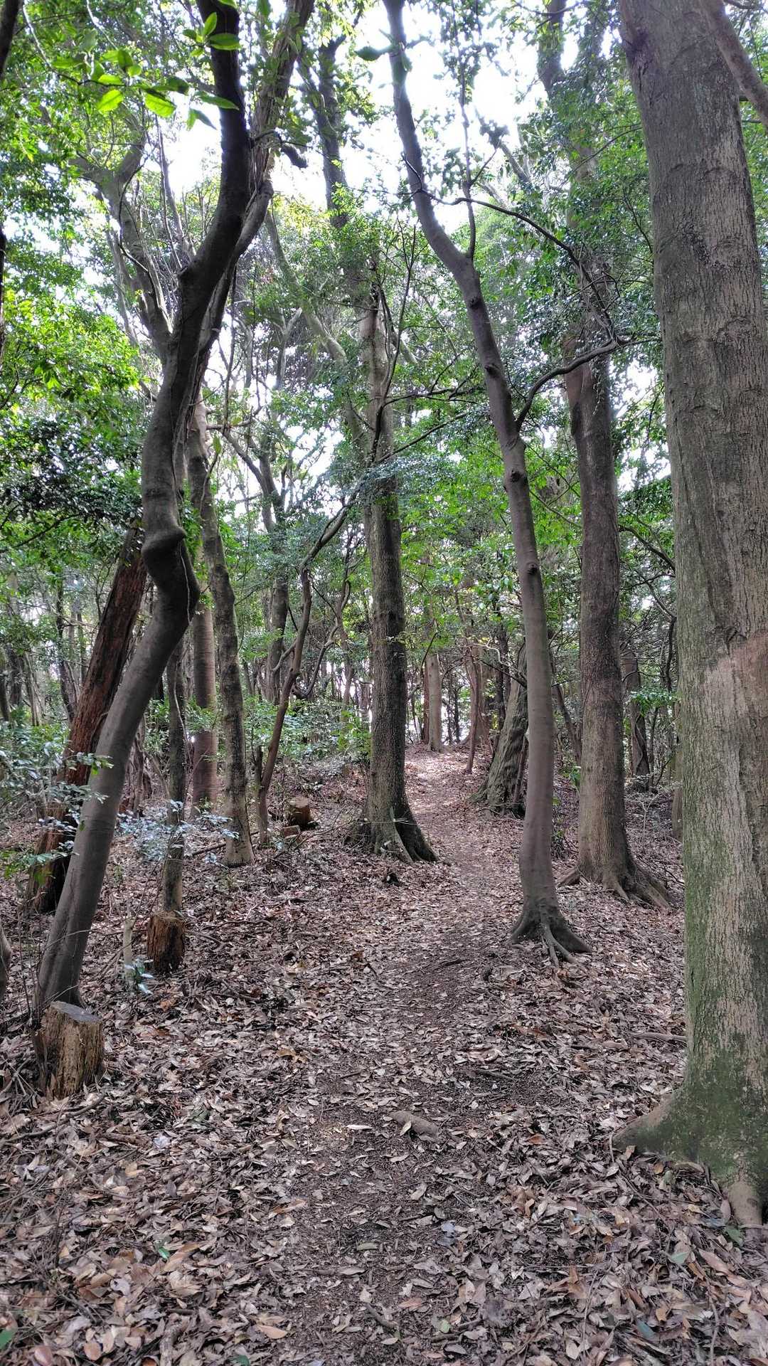 森林浴🌿
ウグイスの囀りは聞こえなかったけど、春の香りが漂いなんだか心地よい🥳