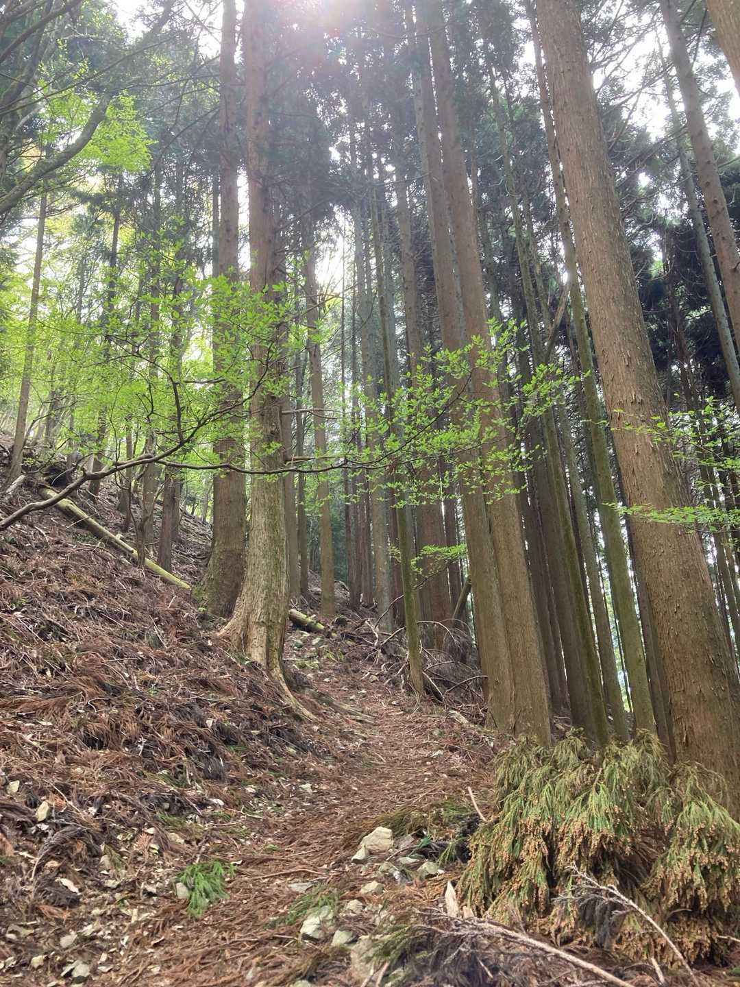 竜王山登山口-竜王山 往復コースの写真