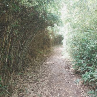 登山道