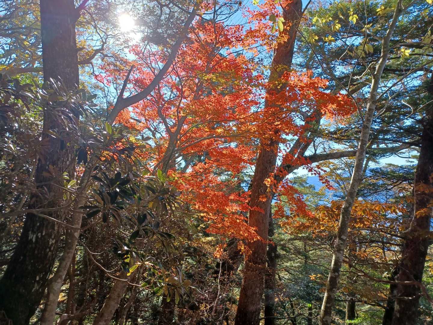 馬ノ鞍峰 往復コースの写真