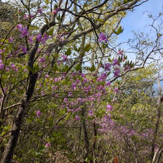 アカヤシオは終わり
ミツバツツジかな