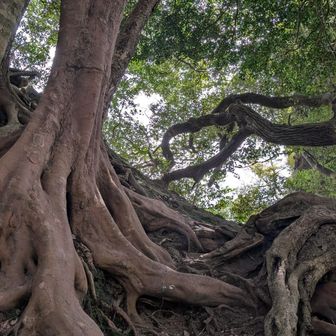 このぶっとい根っこを越えて