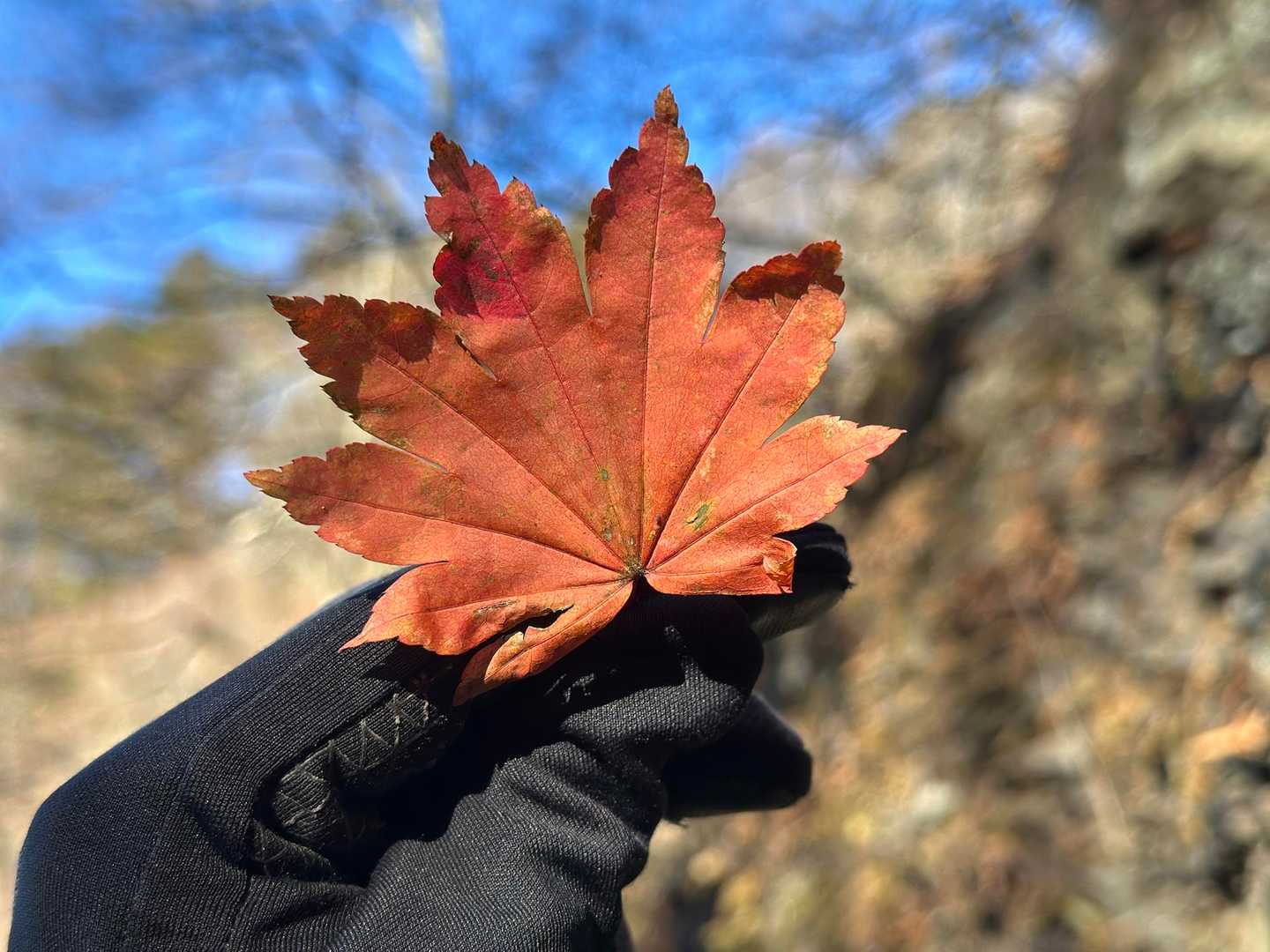 名残り🍁