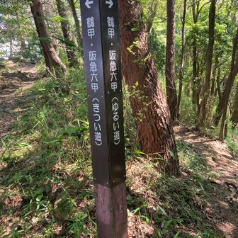 下山はケーブルを使おうと思っていたけど、時間も早いので、歩いて下る。
下山はゆるい道を選択👍