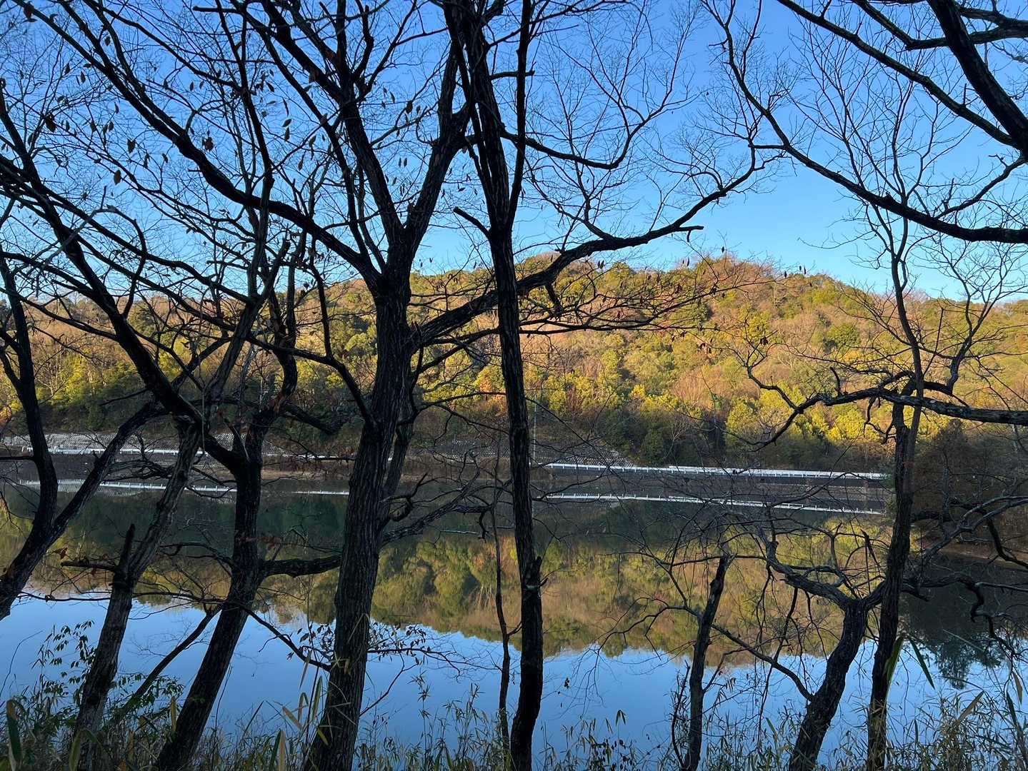 淀ヶ池。
今日も風なしで綺麗です✨
今年も皆元気で過ごせますように。