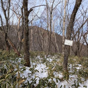 薮を抜けて到着したピーク
知っている人といかないと危険⚠️